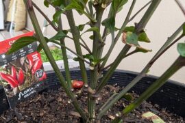 Got these 2 chili plants from clearance. Probably dying. How can i save these?