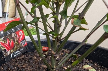 Got these 2 chili plants from clearance. Probably dying. How can i save these?