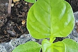 Are These Consider Leggy?