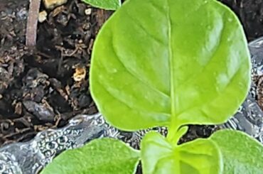 Are These Consider Leggy?