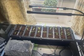 First year growing - how are my seedlings doing?