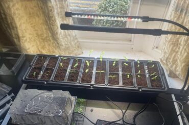 First year growing - how are my seedlings doing?