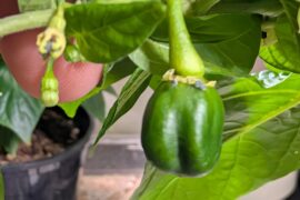 Scotch bonnet confirmation