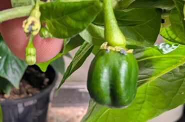 Scotch bonnet confirmation