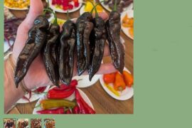 7 pot Evergreen, Not