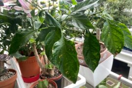 Is this bacterial lead spot ? Is there any hope for it ?