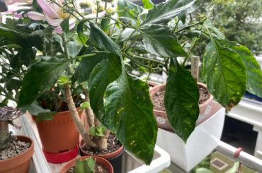 Is this bacterial lead spot ? Is there any hope for it ?