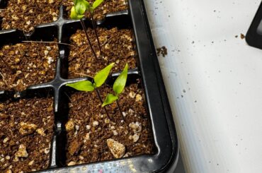 Help me have a first successful grow!