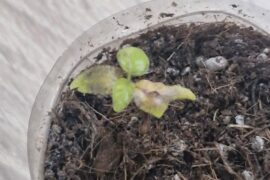 Hot peppers havent grown a bit last 10 days