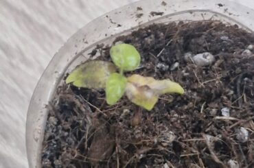 Hot peppers havent grown a bit last 10 days