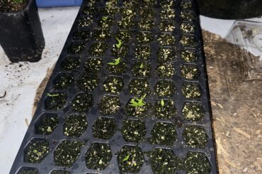 Germinating