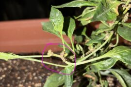 cayenne pepper flower nodes?