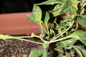cayenne pepper flower nodes?