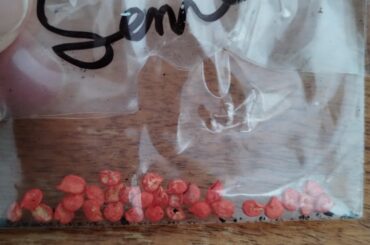 I inherited some seeds, trying to figure out what these might be