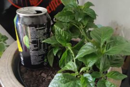 This Lil girl just started flowering. Can I stop it and get it back to veggie state?