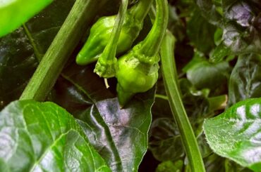 Chocolate Reapers coming in