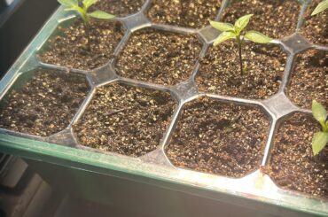 The Early Bird Catches the Worm.