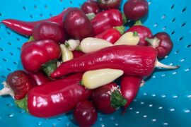 Homemade banana cherry coyote tooth sauce