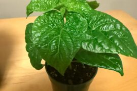 How does this Habanero look?