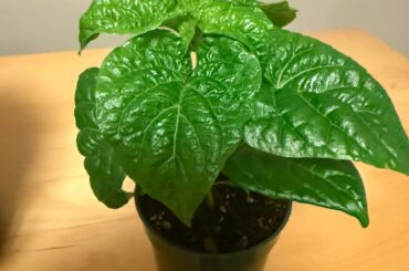 How does this Habanero look?