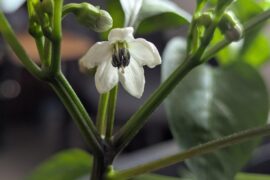 Beautiful. First time I got this far.