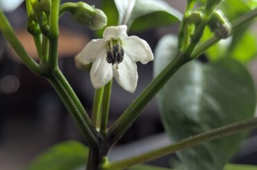 Beautiful. First time I got this far.