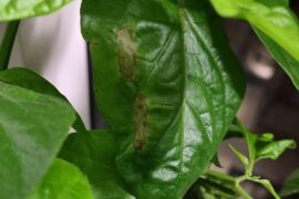 What could cause regular leaf dropping?