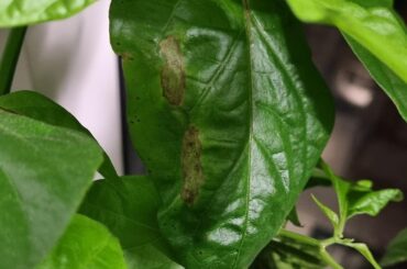 What could cause regular leaf dropping?