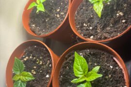 30 day progress- should I change anything?