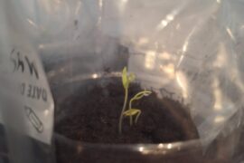 When is the best time to remove the plastic cover?