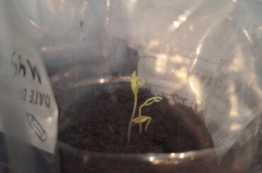 When is the best time to remove the plastic cover?