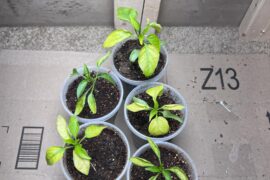 Yellow and curling leaves