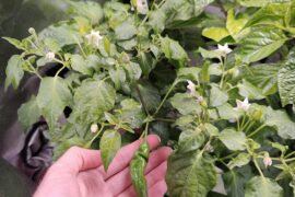 My first aji pineapple is almost ready. Are they worth growing?