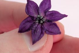 A very nice purple pepper flower