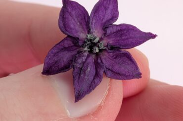 A very nice purple pepper flower