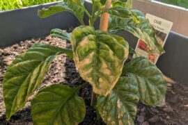 Diagnosing browning leaves