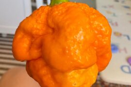 Big gnarly pepper