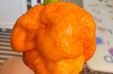 Big gnarly pepper