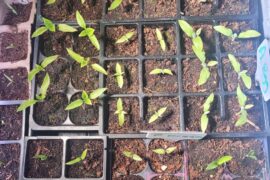How cold houses stunt seedling growth