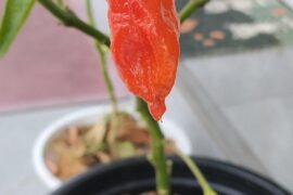 Can anyone identify this chili