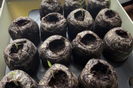 Okay what do I do now? Carolina Reaper/Habanero hybrid. Can I separate them?