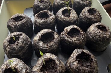 Okay what do I do now? Carolina Reaper/Habanero hybrid. Can I separate them?