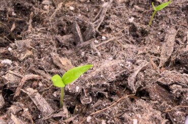 First time grower. How do they look?