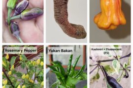 Anyone open for trading seeds?