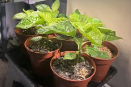 Do I start thinking about fertiliser, or do they still have the nutrients they need?