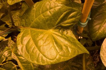 Interesting leaf