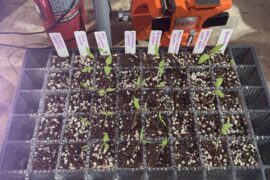 Got some seeds started - now what?