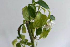 Yellow leaves after trim