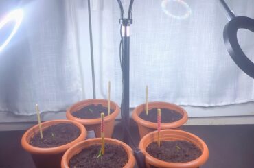 Just bought a grow lamp and pots for my peppers!