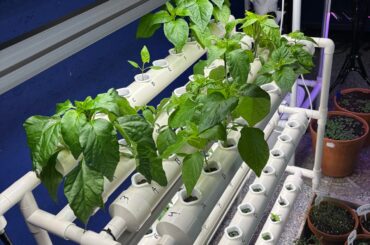 Hydroponic Peppers